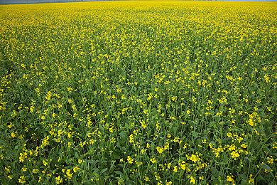 《巫师3》更新将加入网飞剧集最丑盔甲 网友不乐意